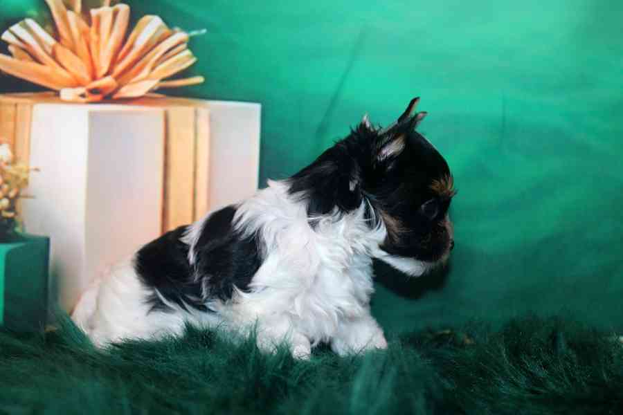 biewer terier s PP fenka  - foto 5