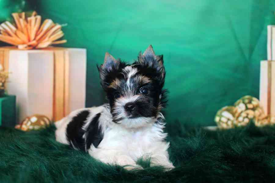 biewer terier s PP fenka  - foto 6