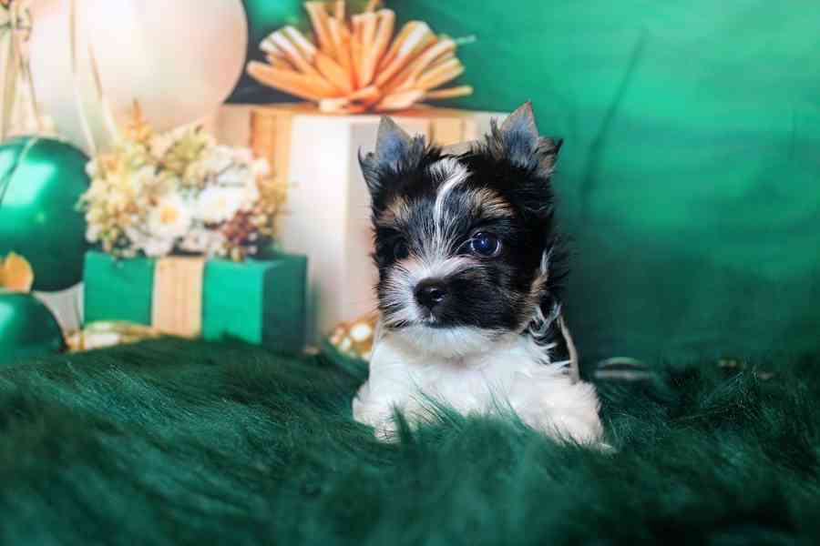 biewer terier s PP fenka  - foto 4