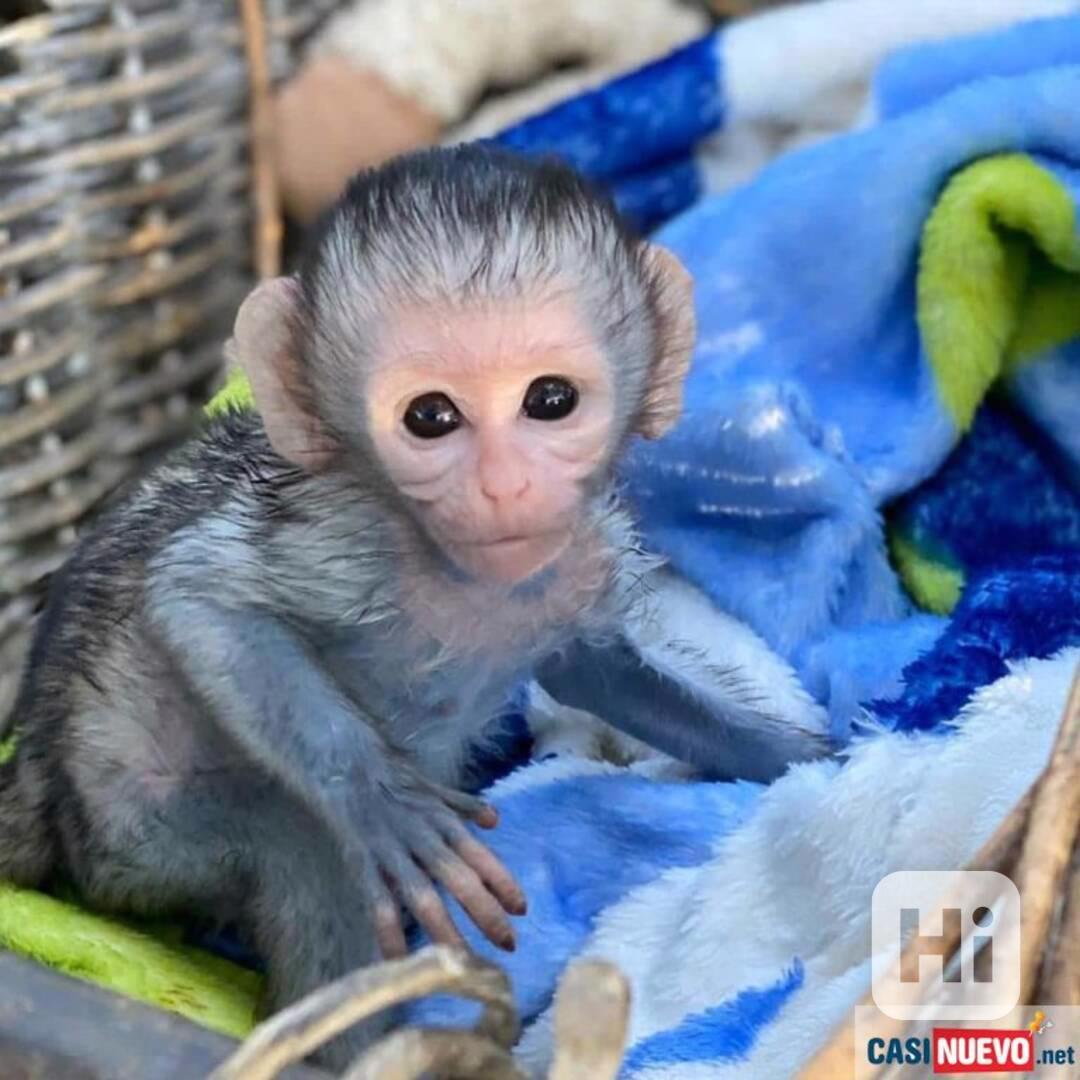 dvojčata kapucínských opic na prodej - foto 1