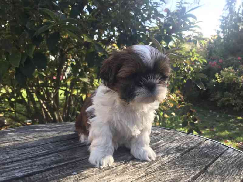 Štěňata Shih Tzu - foto 2