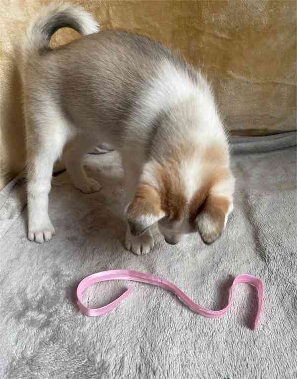 Štěňata sibiřského huskyho - foto 3