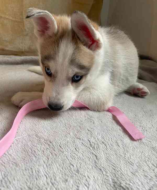 Štěňata sibiřského huskyho - foto 2