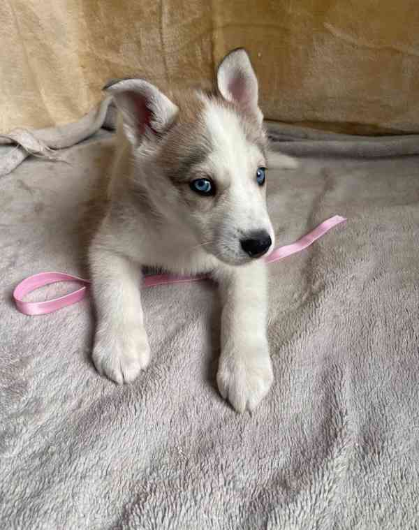 Štěňata sibiřského huskyho - foto 1