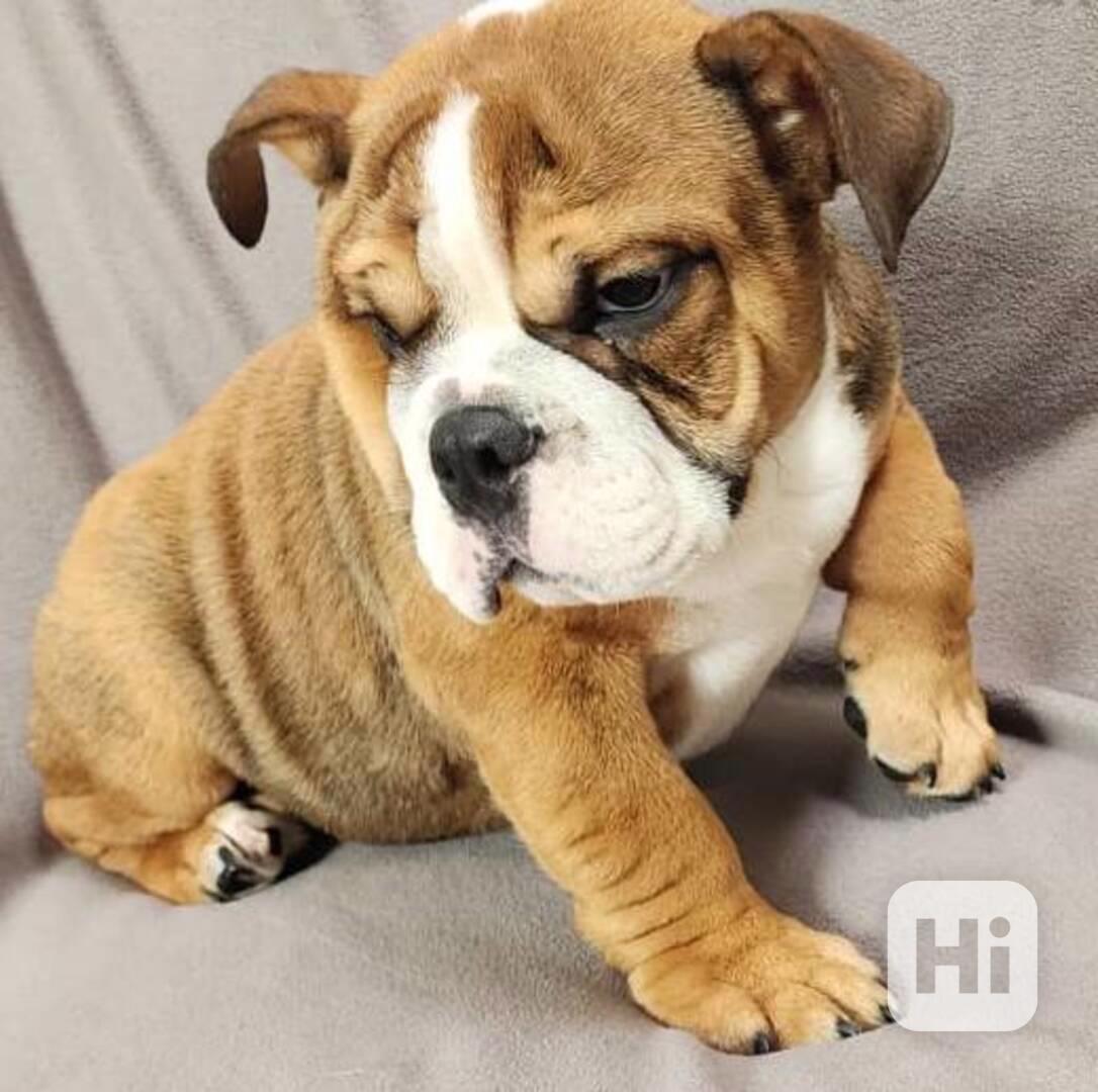 štěňata anglického buldoka samec a samice - foto 1