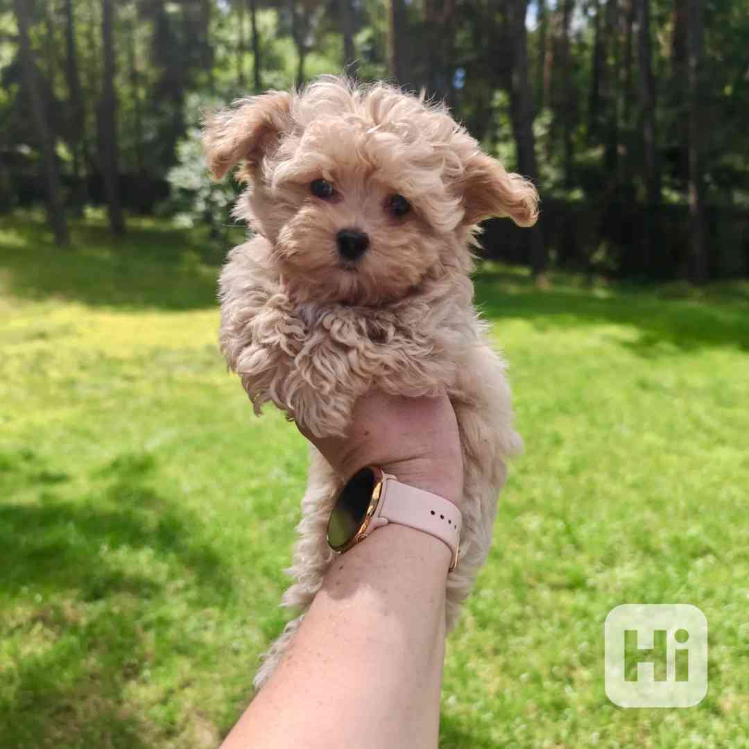 MALTIPOO  - foto 1