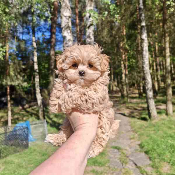 MALTIPOO  - foto 2