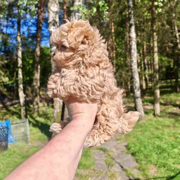 MALTIPOO  - foto 3