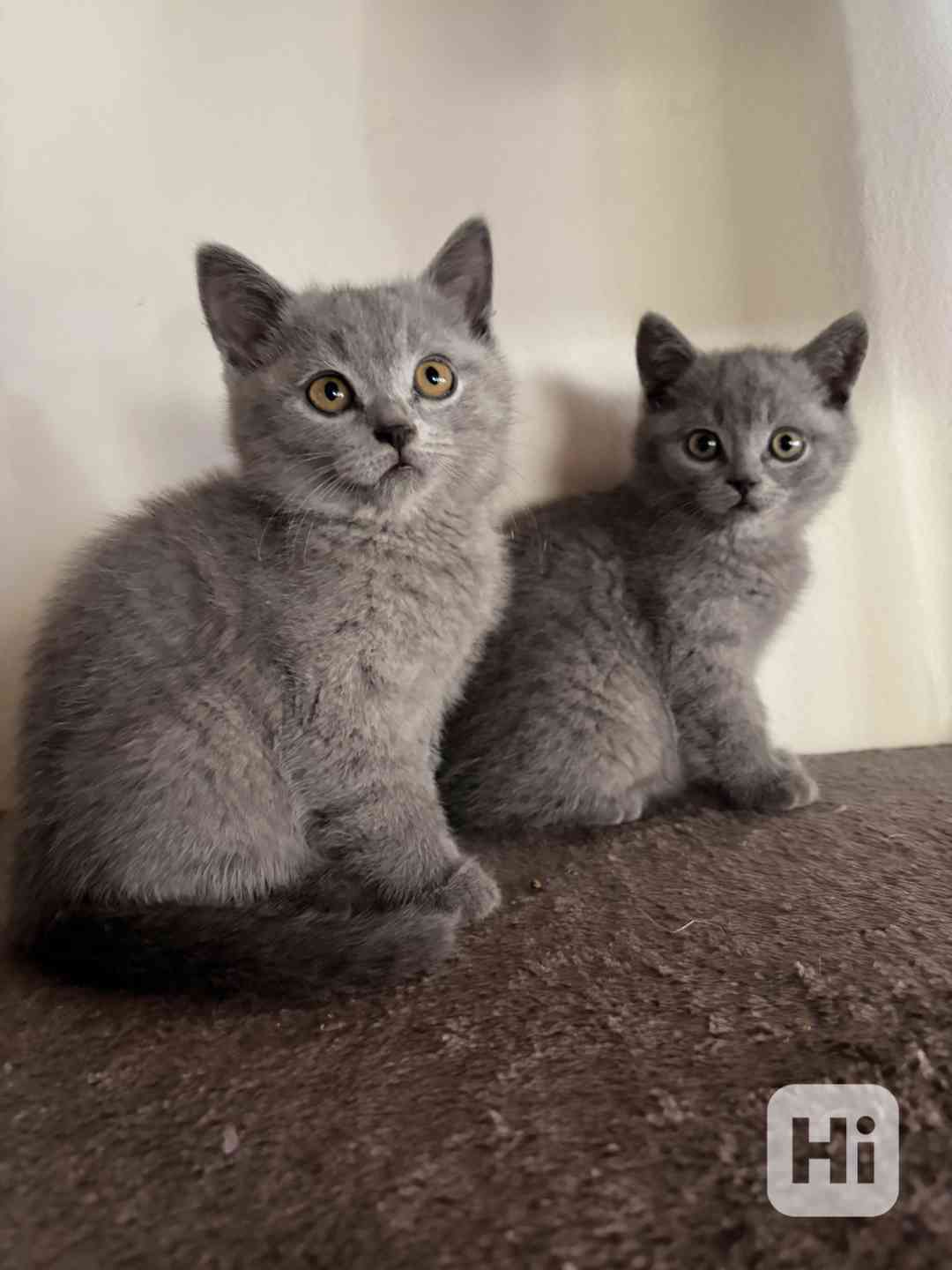 Koťátka Britská šedá - foto 1