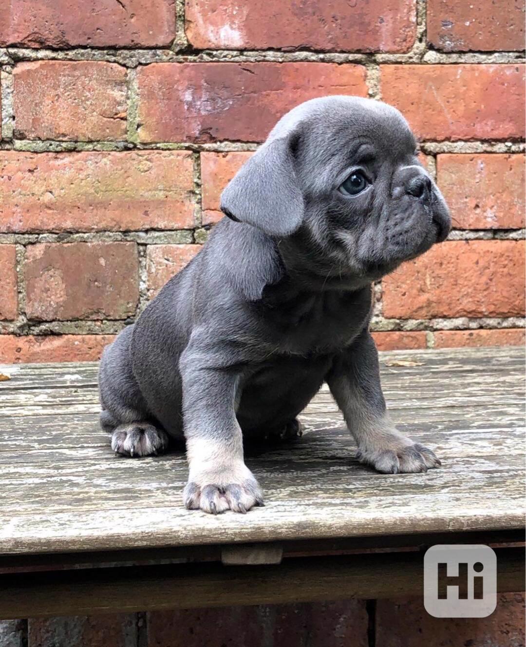 Nádherná štěňata francouzského buldočka - foto 1