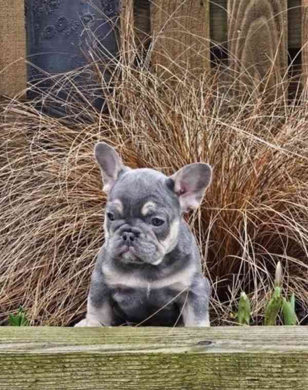 Nádherná štěňata francouzského buldočka - foto 2