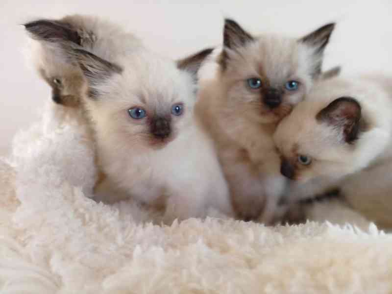 Ragdoll kotatka - foto 2