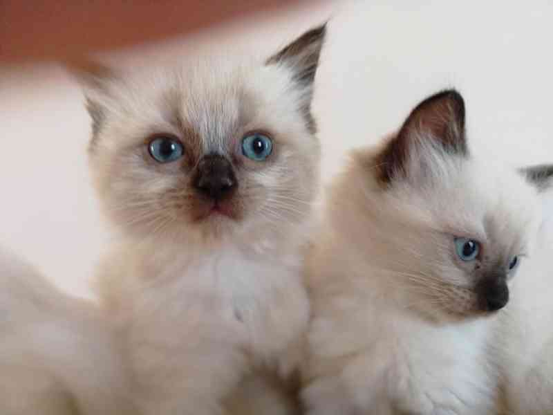 Ragdoll kotatka - foto 1