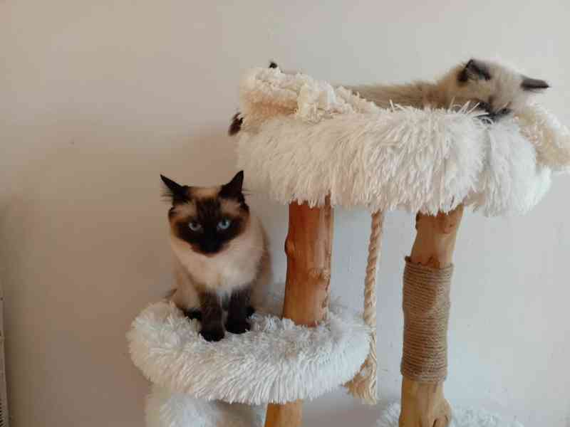 Ragdoll kotatka - foto 5