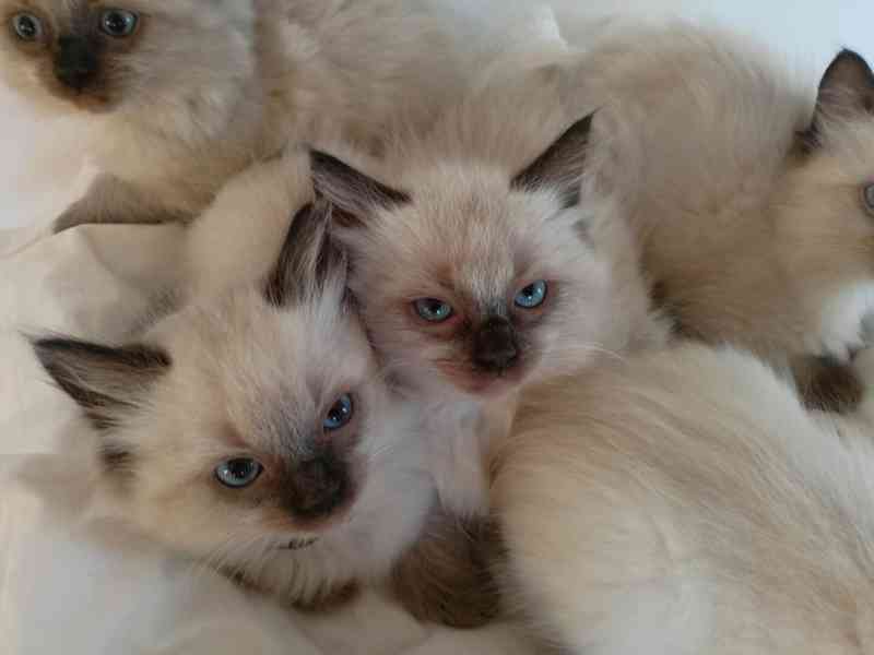 Ragdoll kotatka - foto 3