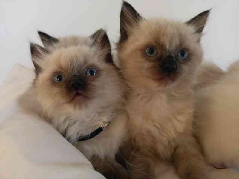 Ragdoll kotatka - foto 4