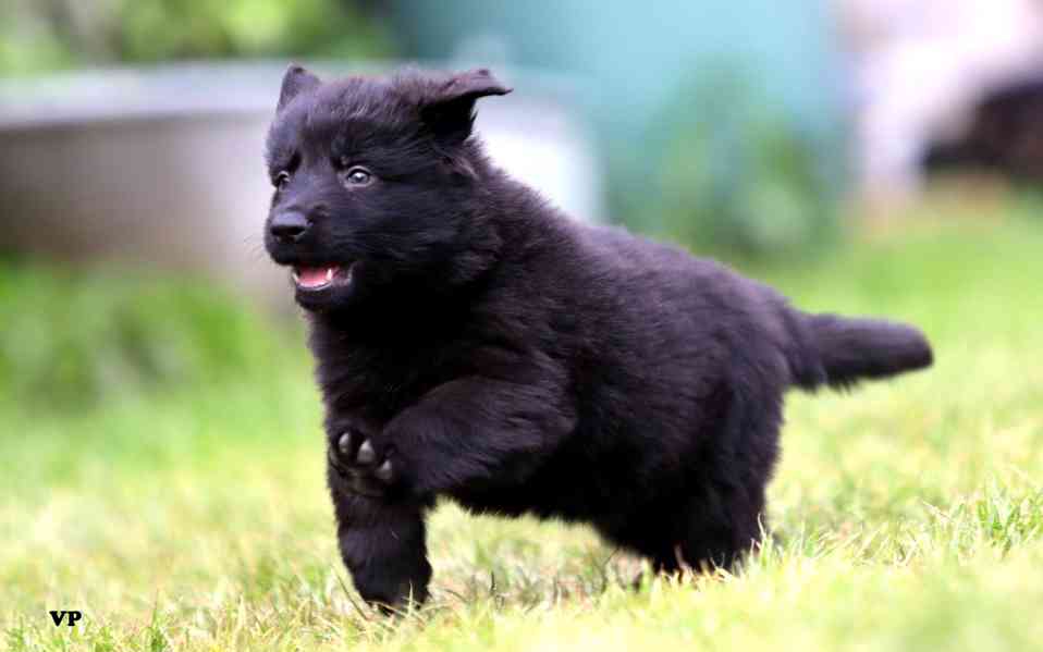 Nemecky ovcak s PP - foto 3