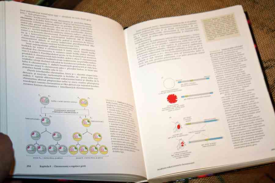 ZÁKLADY BUNĚČNÉ BIOLOGIE - nejlevněji !!! - foto 6