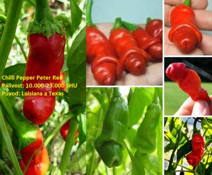 Rostlina Pinďourků Chilli Peter pepper red - foto 1
