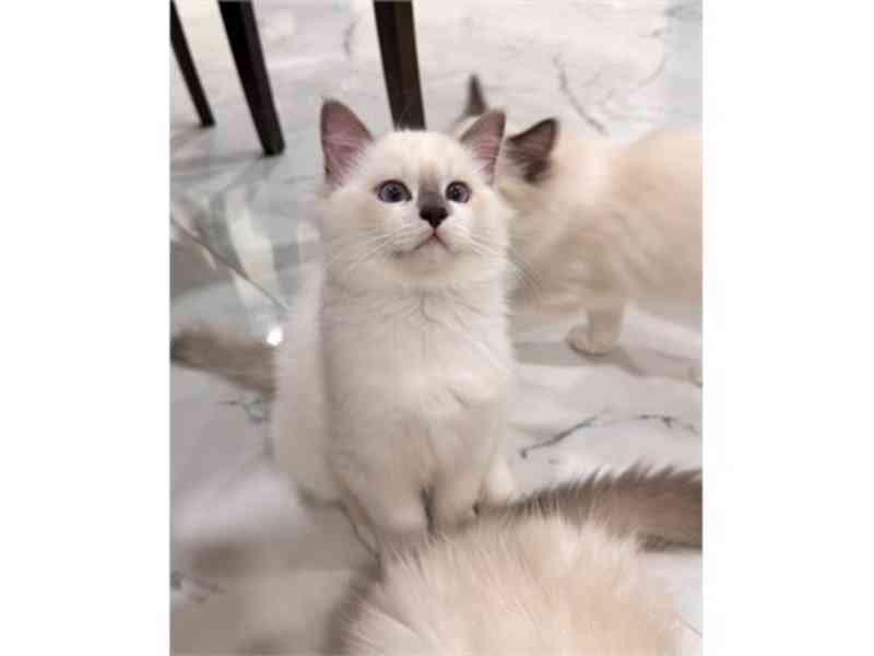 Ragdoll for forever home