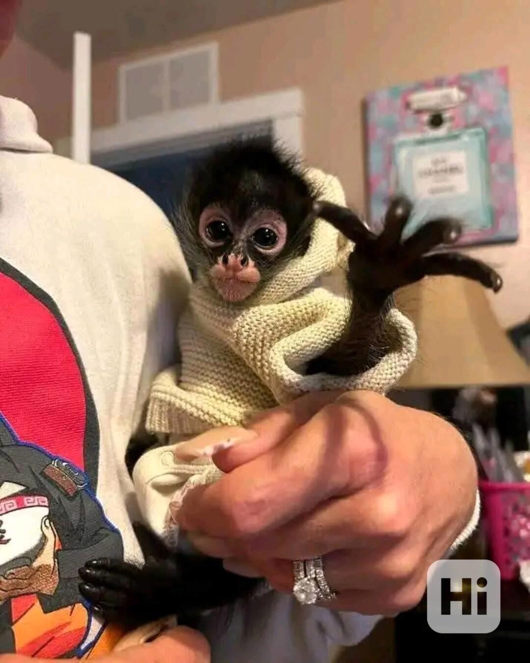  Přemístění inteligentního kapucína - foto 1