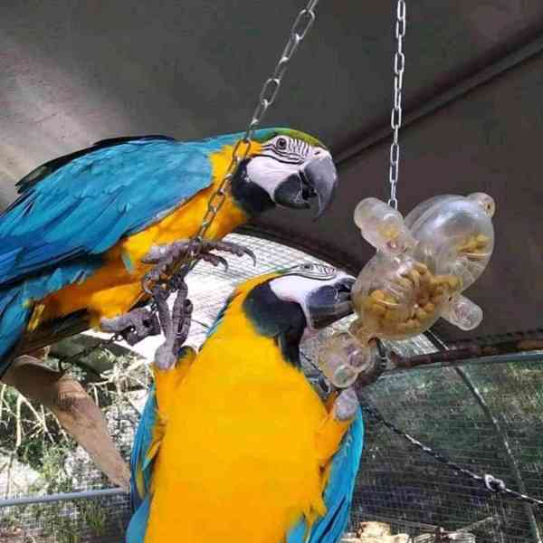 papoušek ara - foto 2