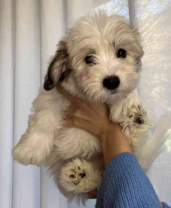 Prodám štěňata COTON DE TULEAR - foto 4