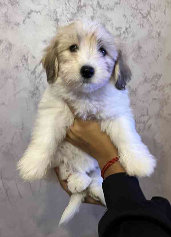 Prodám štěňata COTON DE TULEAR - foto 2