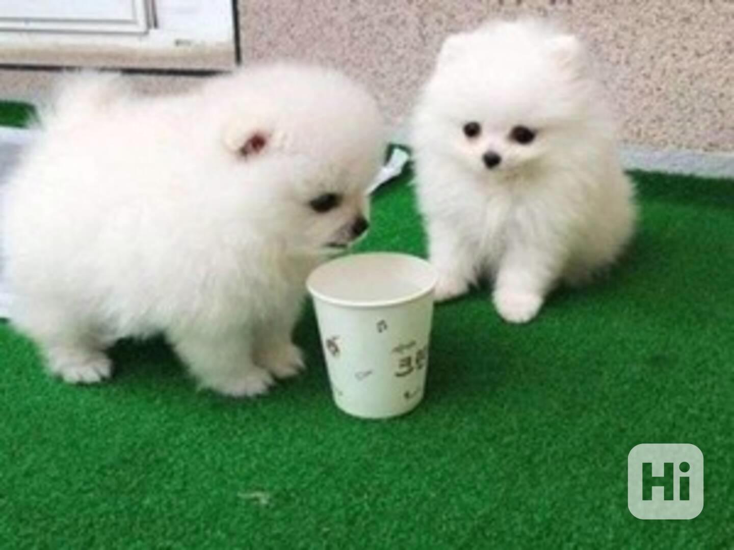puppy - foto 1