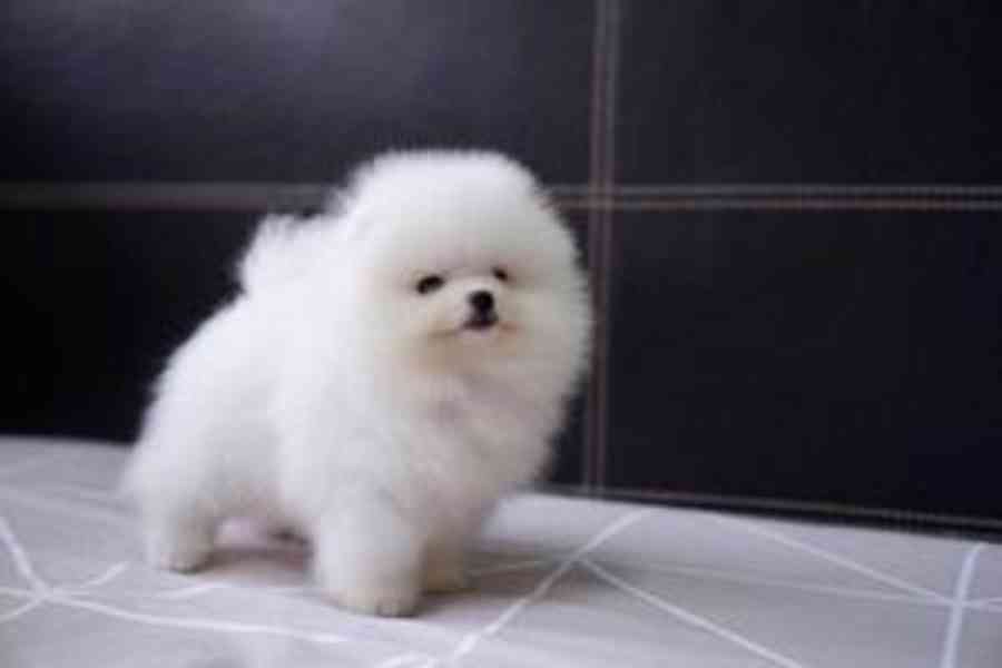 puppy - foto 2