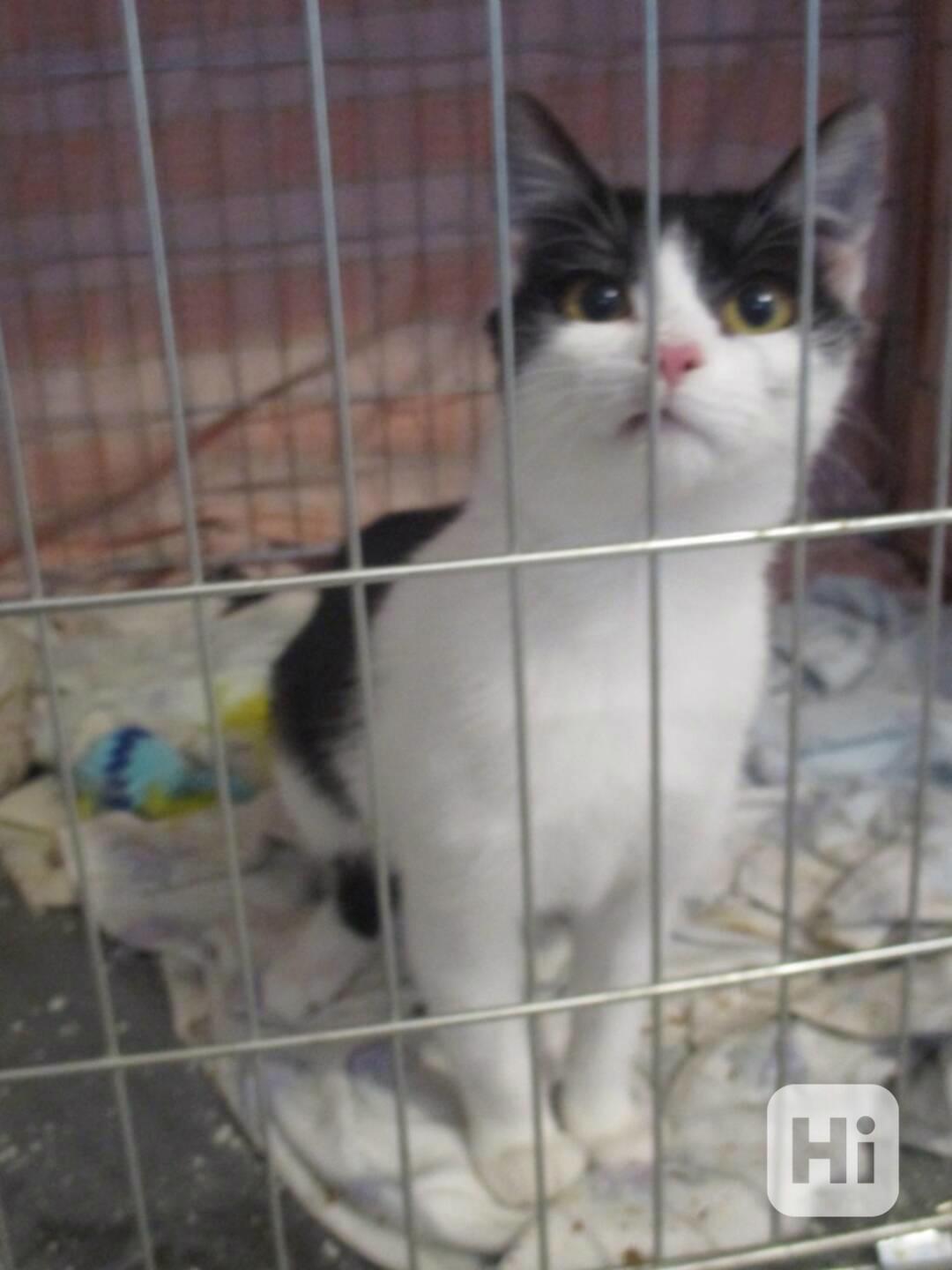 Malý Pandy hledá klidný domov v bytě - foto 1