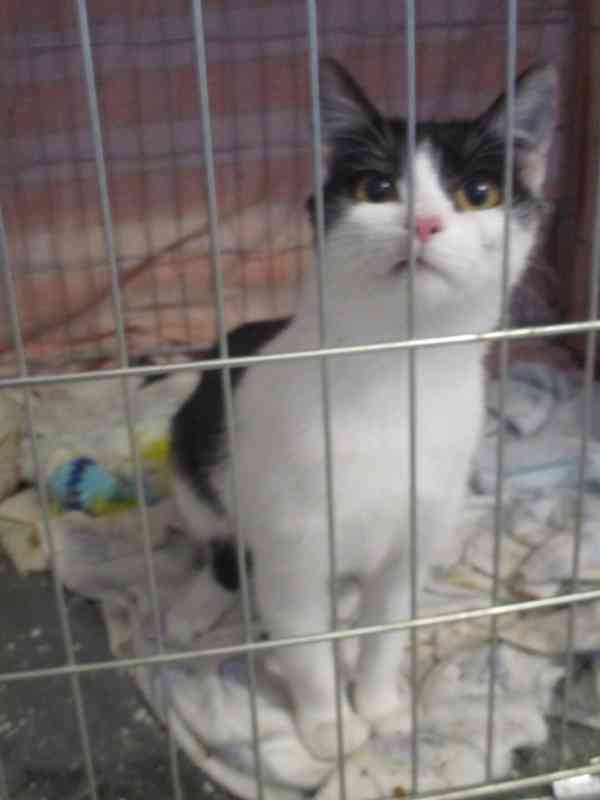 Malý Pandy hledá klidný domov v bytě