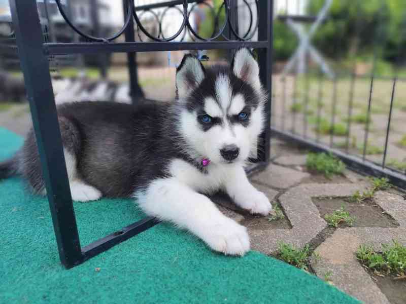 Štěňata sibiřského husky na prodej. - foto 2