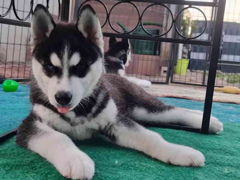 Štěňata sibiřského husky na prodej. - foto 3