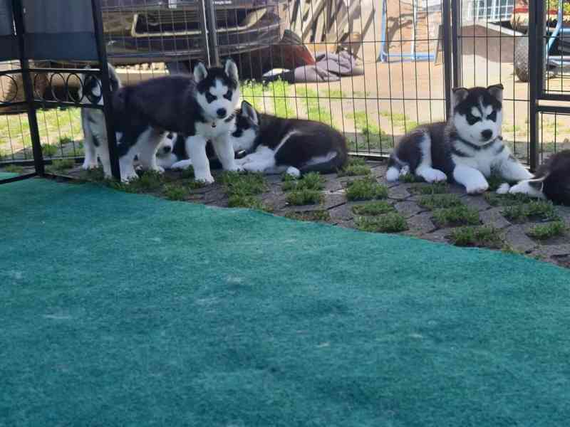 Štěňata sibiřského husky na prodej. - foto 4