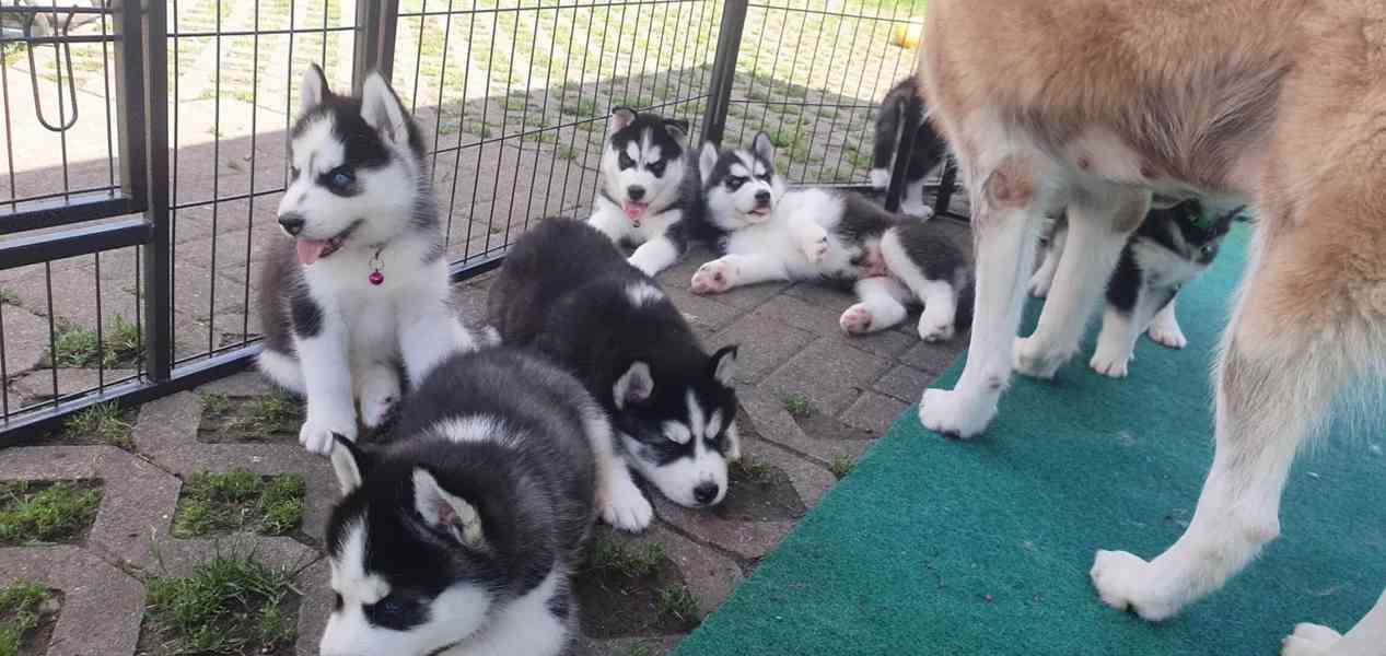 Štěňata sibiřského husky na prodej. - foto 6