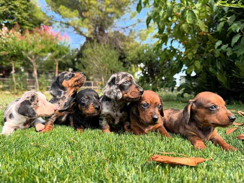 🌟🐾 Úžasná štěňata jezevčíků - foto 1