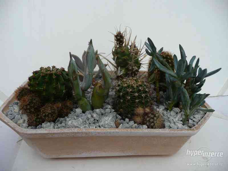 Minizahrádky, kaktusů a sukulentů - foto 2