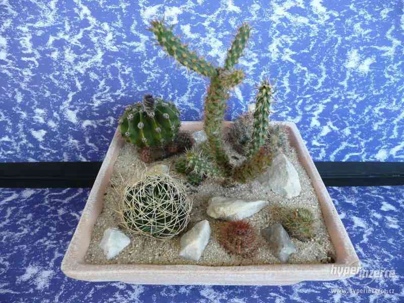 Minizahrádky, kaktusů a sukulentů - foto 4