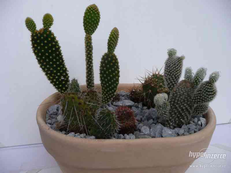 Minizahrádky, kaktusů a sukulentů - foto 5