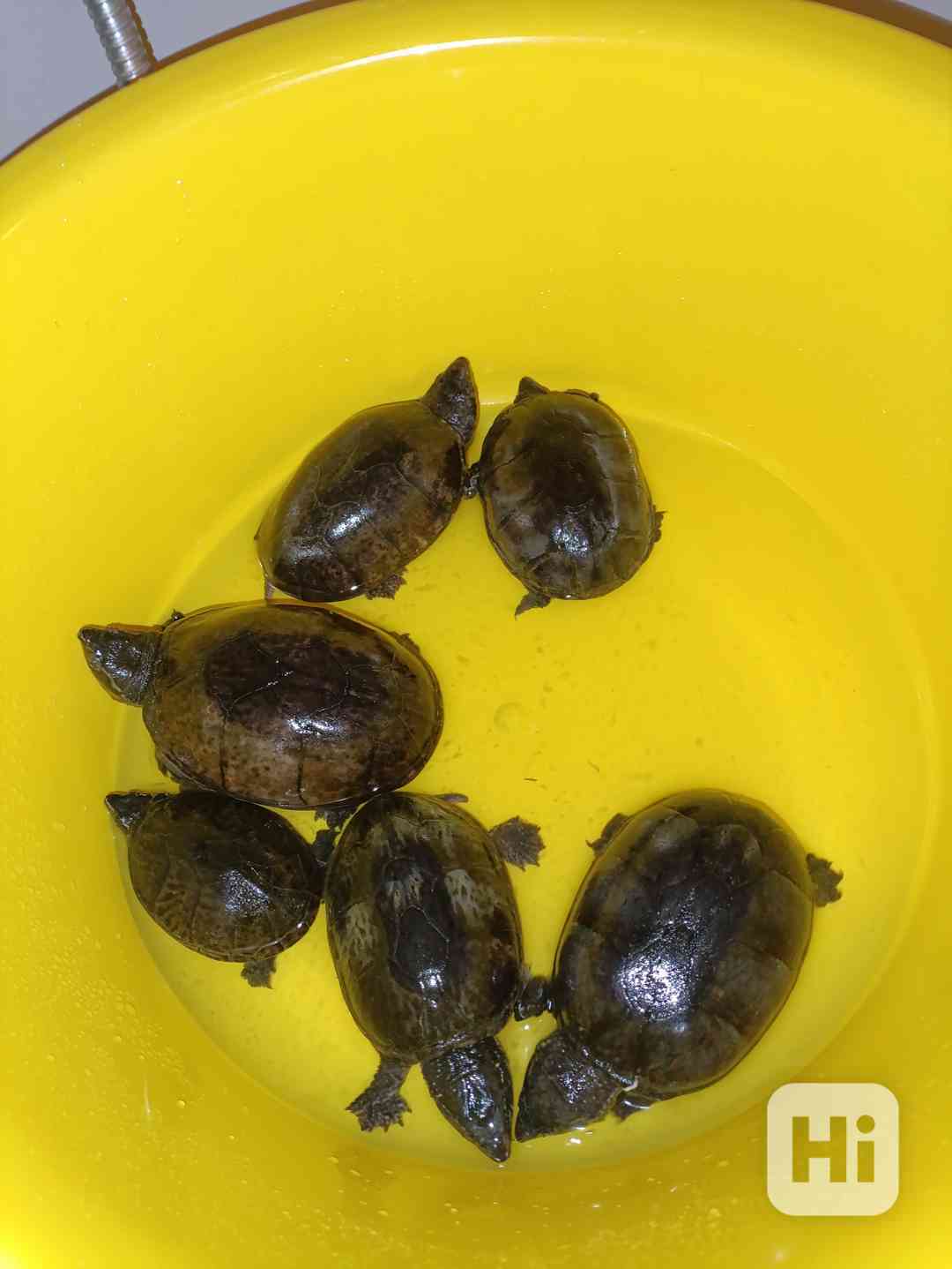 Klapavka pižmová, vodní želva nepodléhající registraci Cites - foto 1