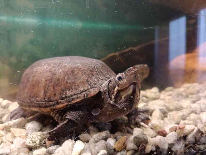 Klapavka pižmová, vodní želva nepodléhající registraci Cites - foto 2