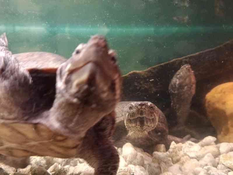 Klapavka pižmová, vodní želva nepodléhající registraci Cites - foto 3