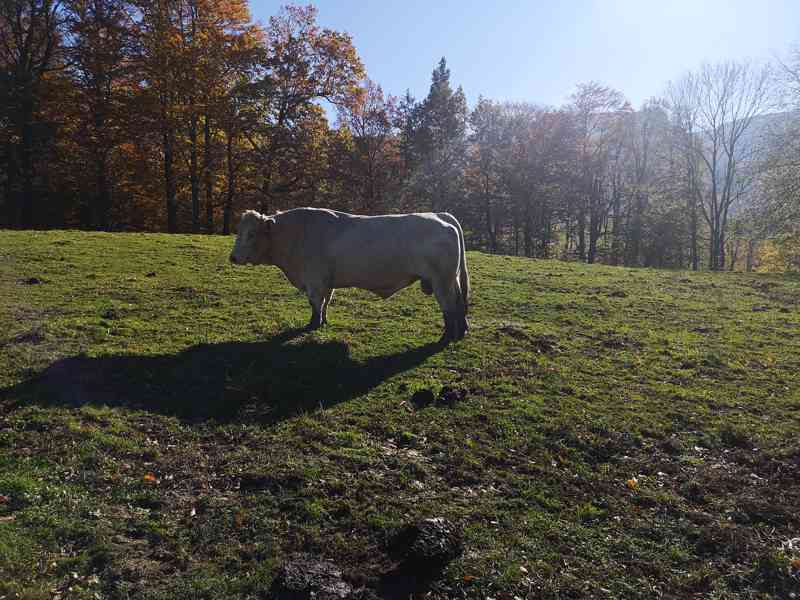 Prodej plemenného býka Charolais - foto 1