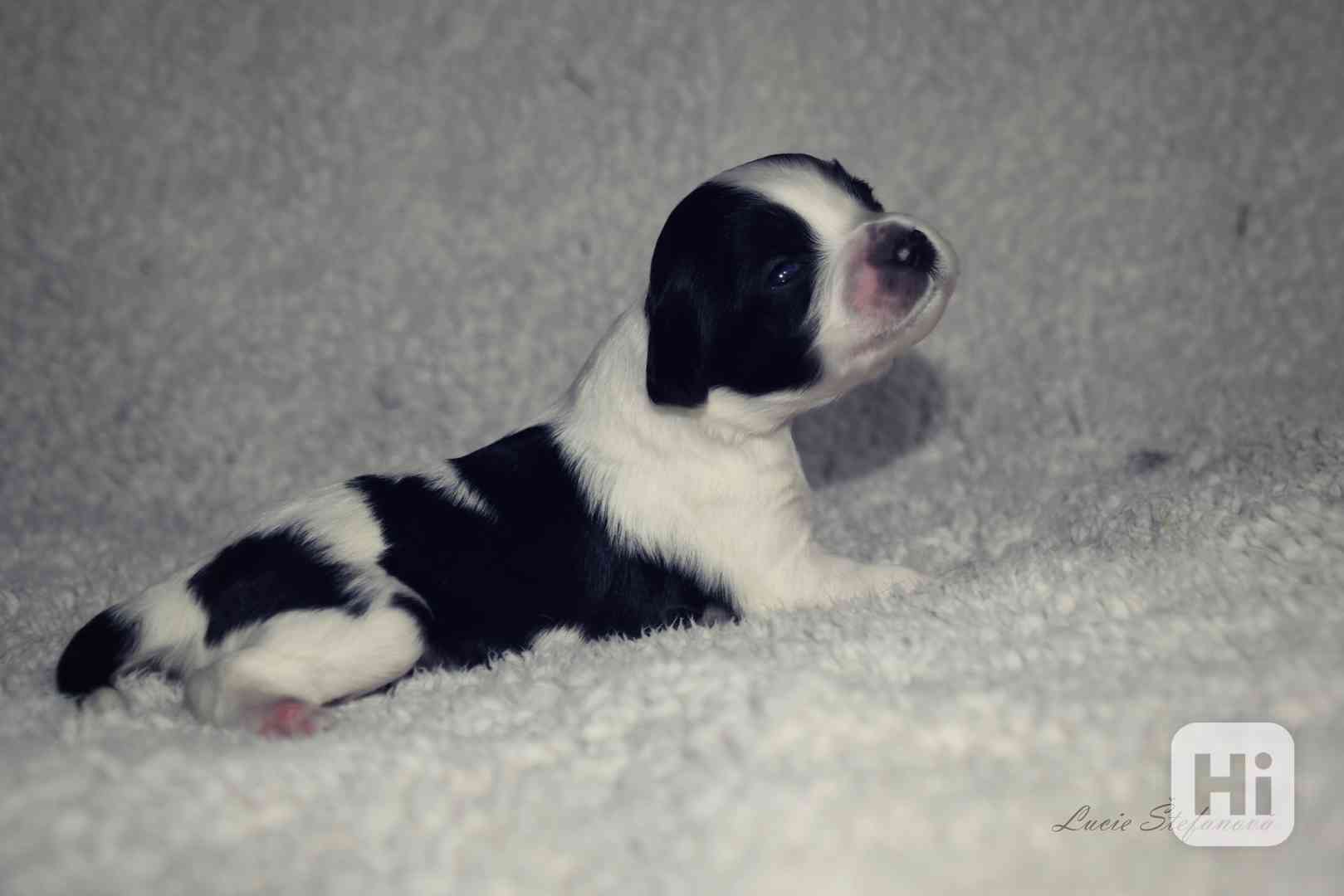 Štěně Schapendoes s PP - foto 1