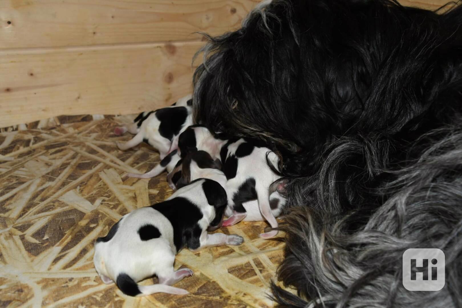 Štěně Holandského ovčáckého pudla s PP - foto 1