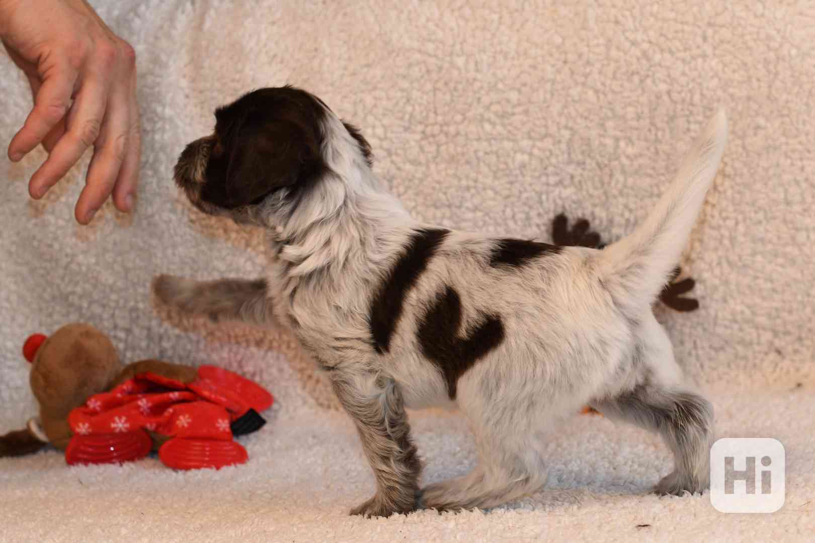 Štěně Schapendoes s PP - foto 1