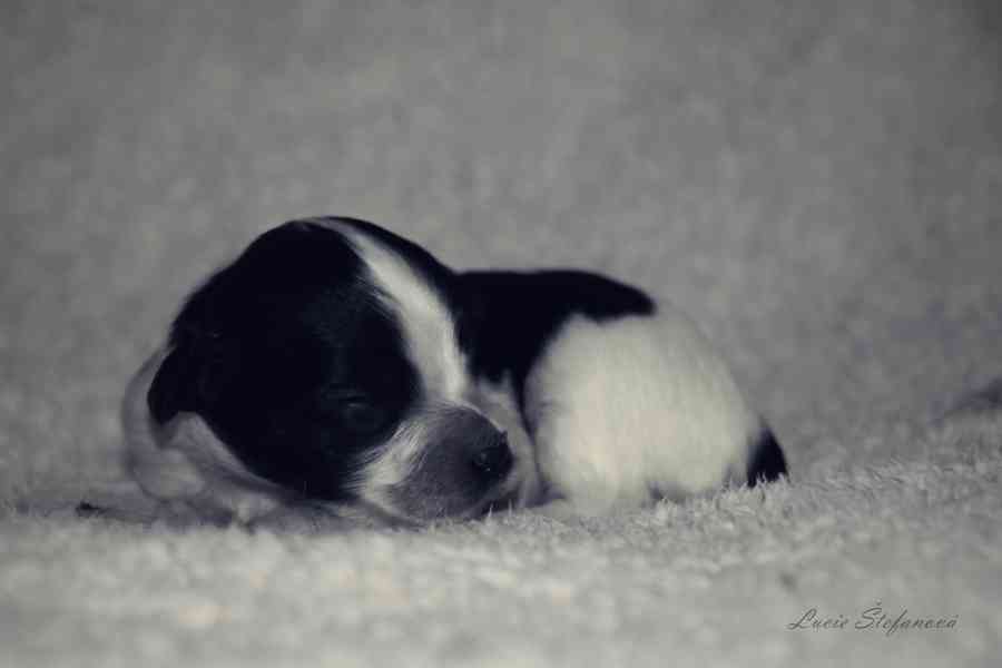 Štěně Schapendoes s PP - foto 4