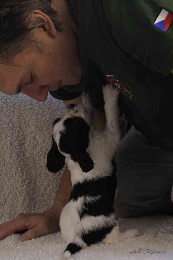 Štěně Schapendoes s PP - foto 3