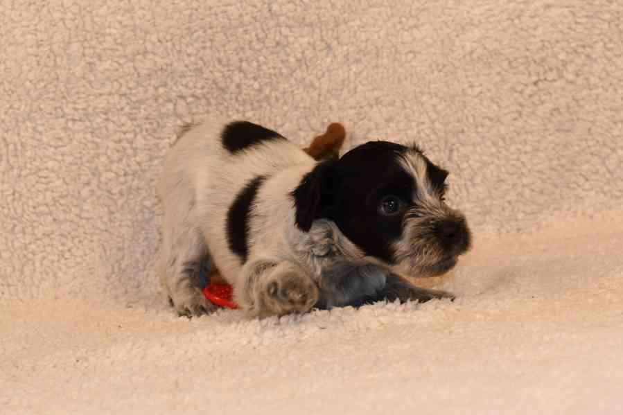 Štěně Schapendoes s PP - foto 8